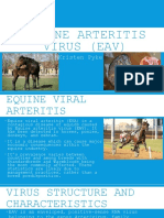 Equine Viral Arteritis