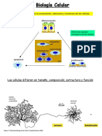 Biología Celular PDF