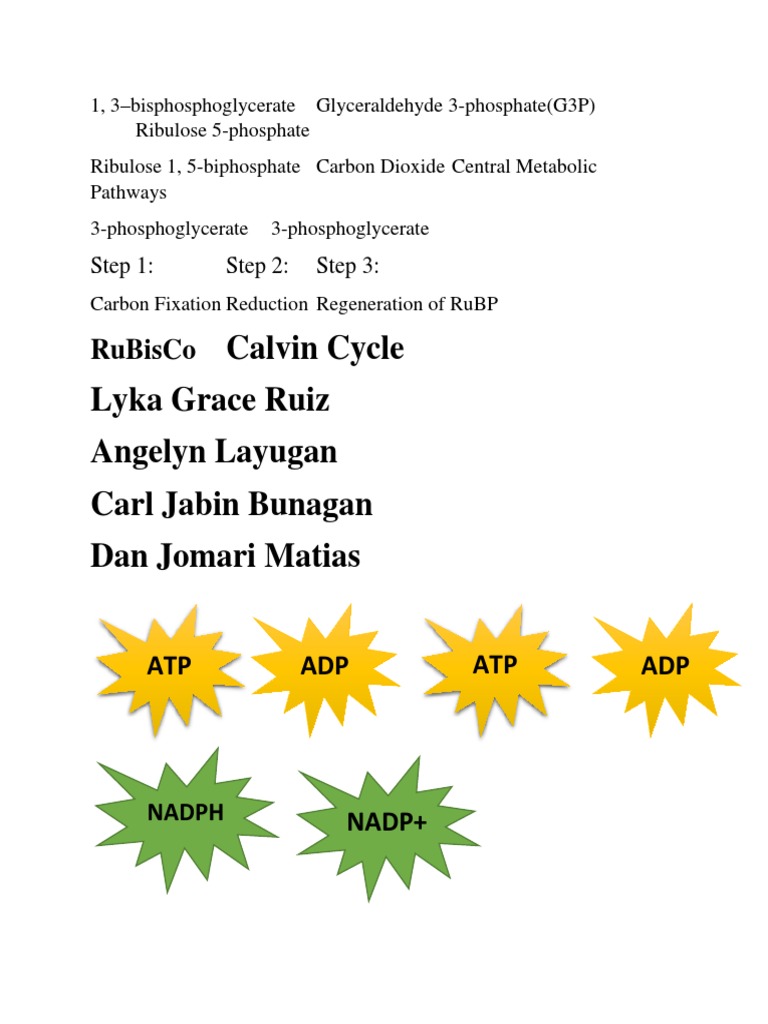 Calvin Cycle Overview and Steps | PDF | Wellness | Technology & Engineering