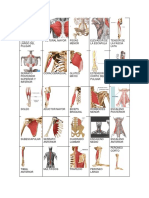 Anatomia 17171.docx