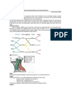 Anatomy Brachial Plexus and Lower Limb