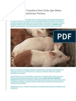 Los 2 Tipos de Comederos para Cerdos Que Deben Estar en Tus Instalaciones Porcinas