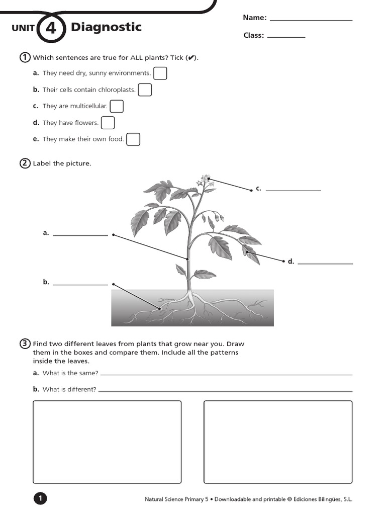 Science 3 Âºprimaria Plants