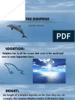 The Dolphins: Aquatic Animals
