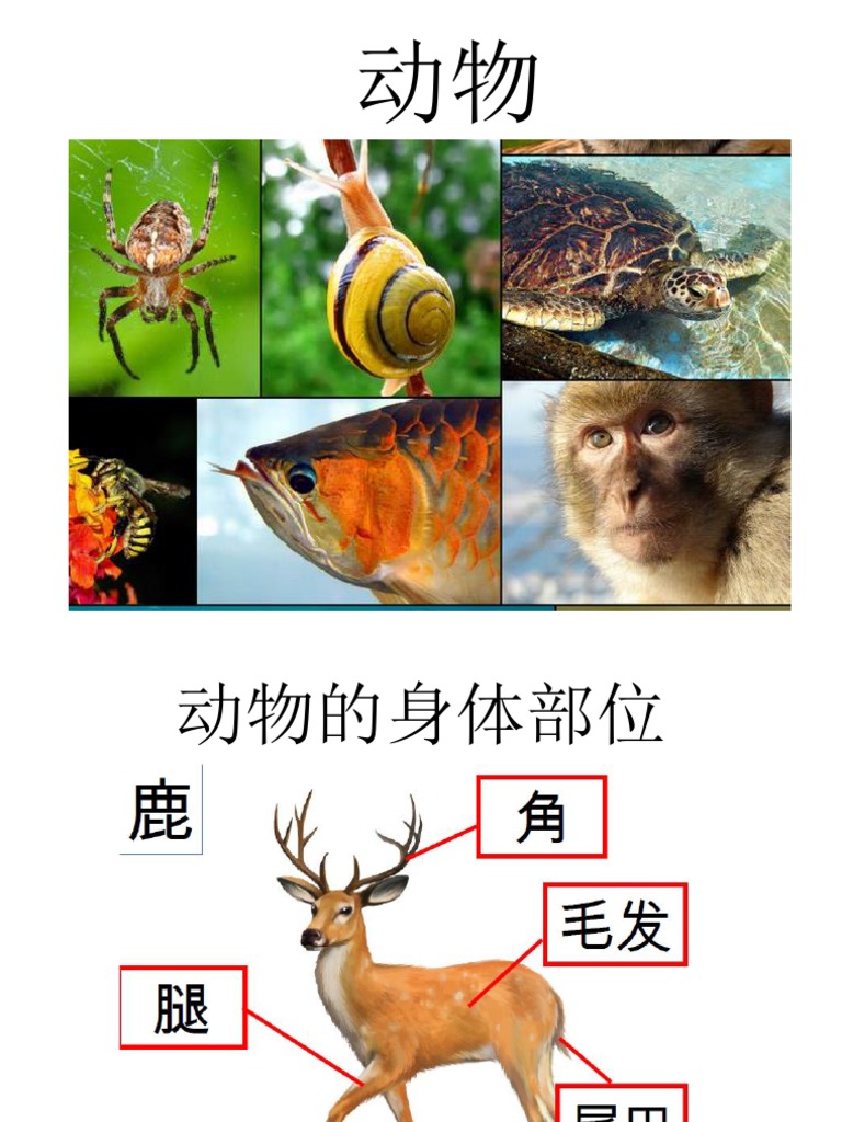 动物的身体部位 Pdf