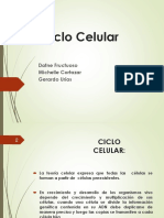 Ciclo Celular CECAN