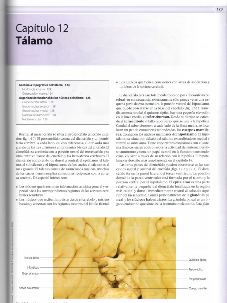 Neuroanatomía - Cap 12. Talamo | PDF | Tálamo | Corteza cerebral