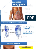 Anatomía abdominal