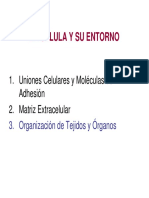 organizaci_n_de_tejidos_y_rganos.pdf