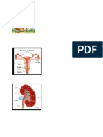 diccionario naturales tercer periodo 8-A.docx