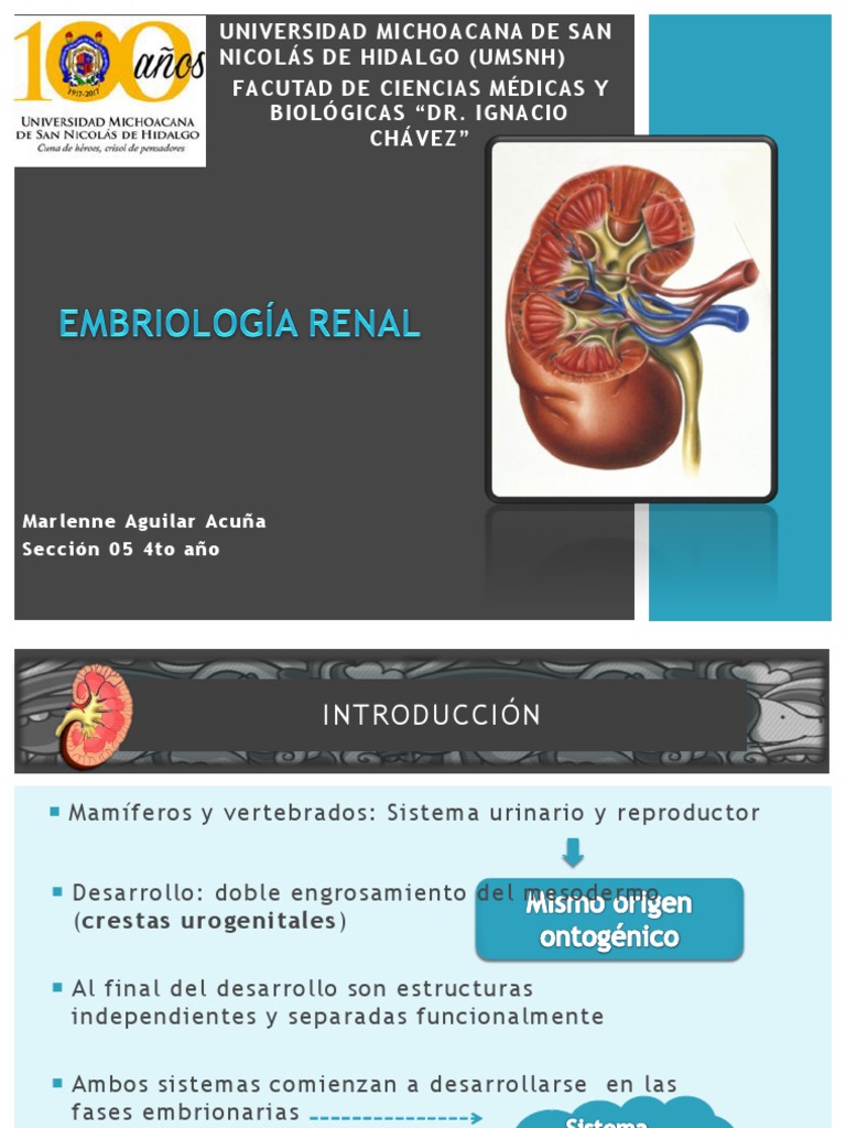 Embriologia Del Riñon | PDF | Riñón | Sistema urinario