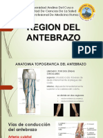 Antebrazo Diapositivas 2