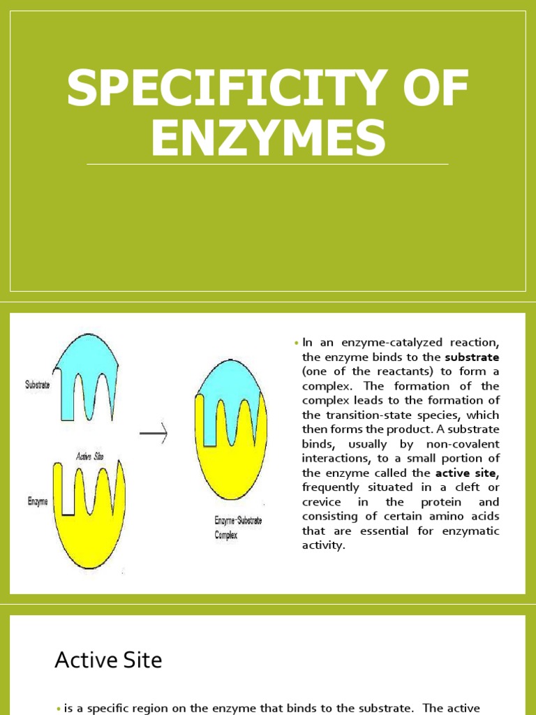 Specificity of Enzymes PDF Active Site Enzyme
