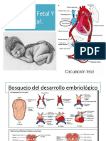 Circulación Fetal Y Neonatal