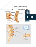 Anatomi Vertebra Lumbal