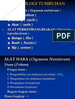 pertumbuhan-vegetatif.ppt