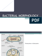Bacterial Structure and Classification Guide