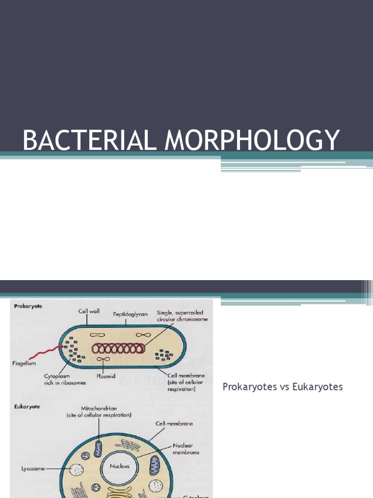 Bacterial Morphology and Classification | PDF