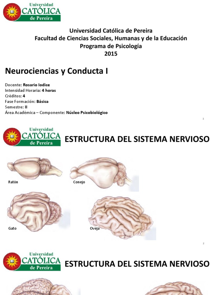 Estructura Del Sistema Nervioso | PDF | Sistema nervioso central ...
