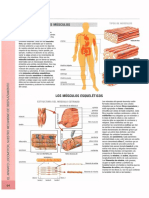 Músculos