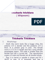 Trichuris Trichiura: (Whipworm)