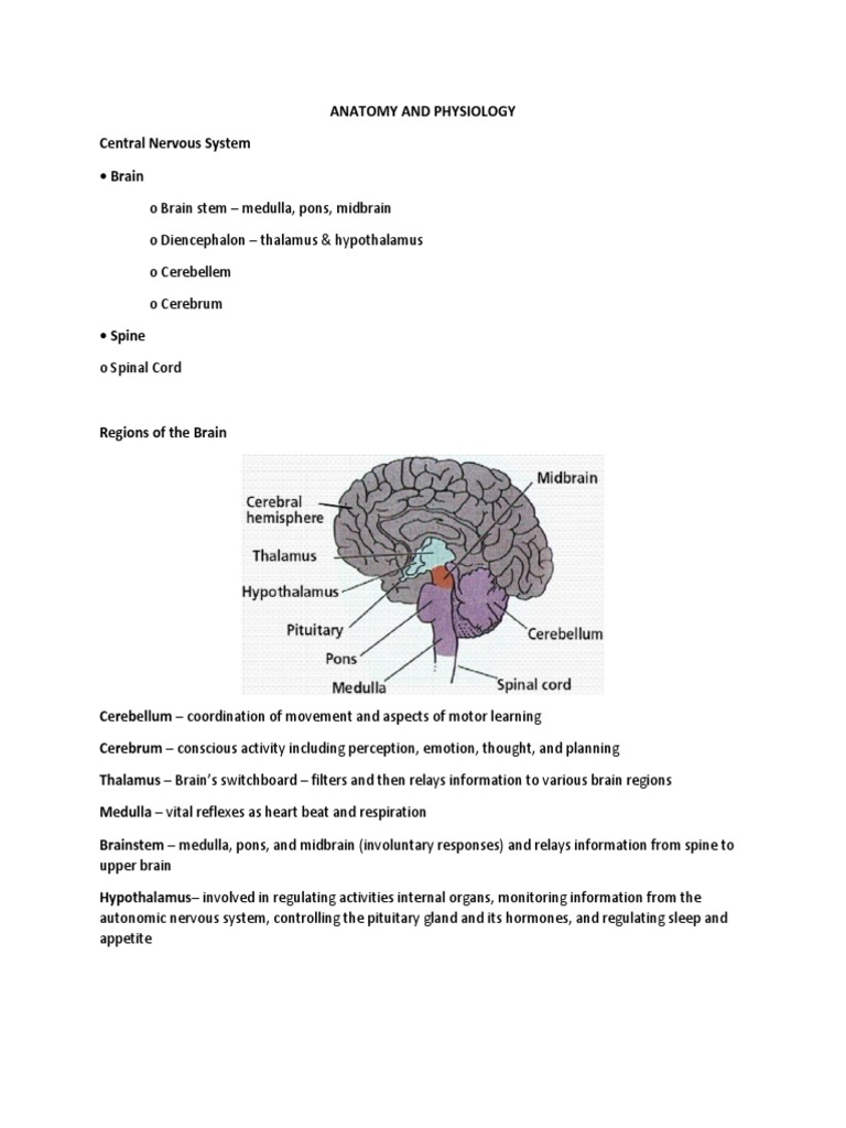 Anatomy and Physiology | PDF | Cerebrum | Central Nervous System