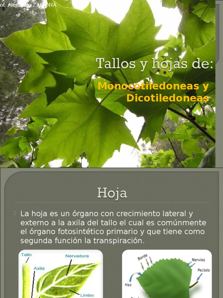 Tipos y funciones de hojas y tallos | PDF | Hoja | Tallo de la planta
