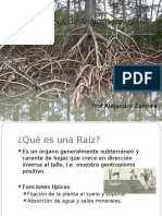 Raíces de Angiospermas.pdf