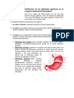 ¿Cuál Es La Distribución de Las Glándulas Gástricas en El Estómago, Tendría Alguna Importancia Fisiológica?