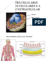 Juncoes e Adesao Celular e Matriz Extracelular