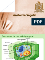 4 Anatomía Vegetal