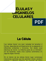 célula.ppt