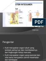 Anatomi Kulit-1