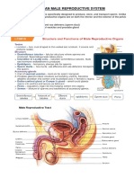 The Human Male Reproductive System