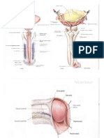 Anatomi Penis