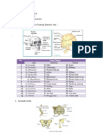 Nama: Musdalifa NIM: 1614041012 Kelas: Pend. Biologi B Tugas Pendahuluan "Anatomi Fisiologi Manusia" Unit 2 1. Tengkorak