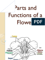 MAIN PPT Parts and Functions of A Flower