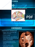 Cerebro y Areas de Brodman