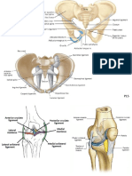 ANATOMY 照