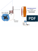 reflexe osteotendinoase.docx