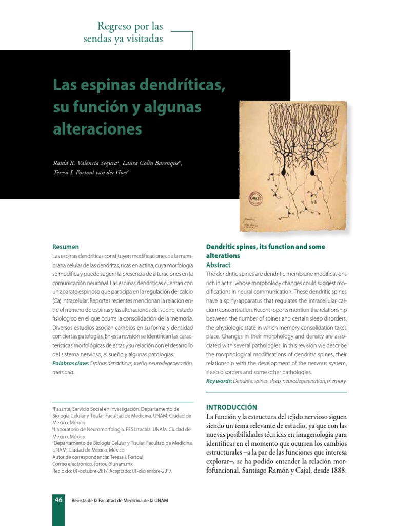 Espinas Dendriticas PDF Sinapsis Neuroplasticidad