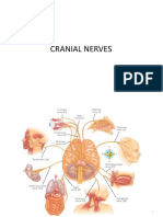 Cranial Nerves