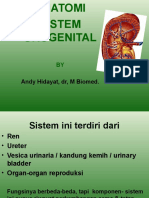 Anatomi Sistem Urogenital