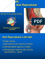 1.reproduksi Laki-Laki - PP Psik