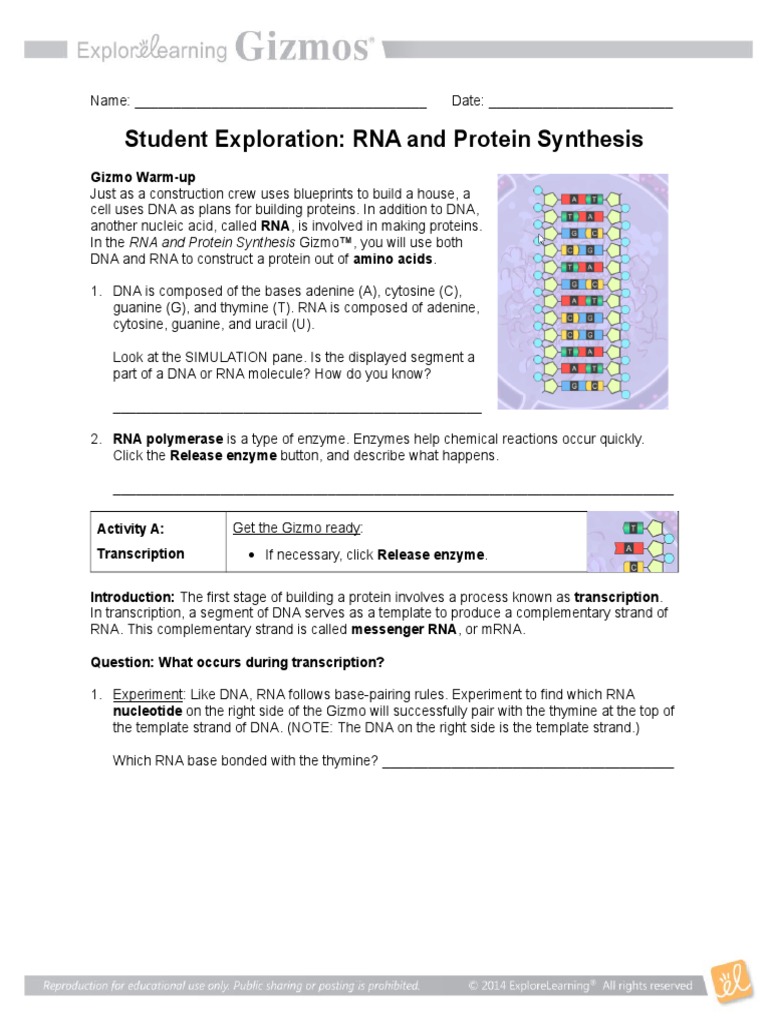 RNA Protein Synthesis Gizmo (1) | Translation (Biology) | Rna