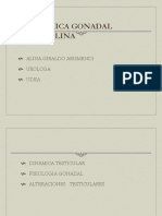 Dinámica gonadal masculina: fisiología testicular y alteraciones hormonales