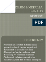 Cerebellum & Medulla Spinalis