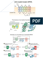 Cell Signalling 2nd Part