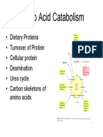 Amino Acid Catabolism