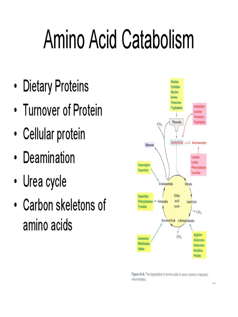 Amino Acid Catabolism Citric Acid Cycle Amino Acid